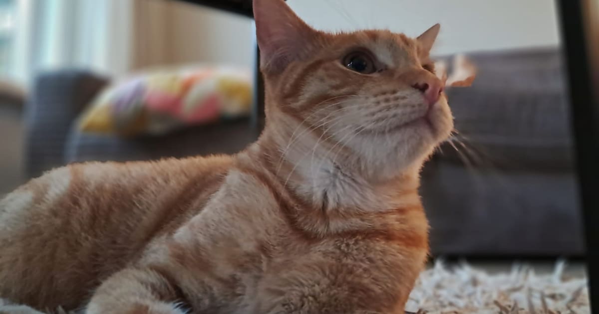 Heb jij Simba gezien? Dit huisdier wordt in Zaltbommel vermist