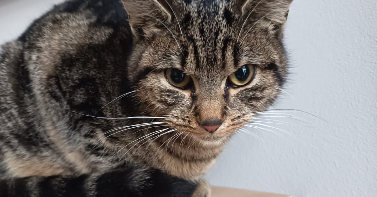 Heb jij Poppy gezien? Dit huisdier wordt in Dongen vermist