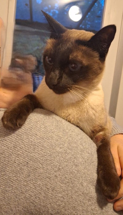 Heb jij Sphinx gezien? Dit huisdier wordt in Goirle vermist