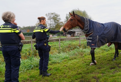 Hulpdiensten in actie voor losgebroken paarden langs het spoor in Boxtel