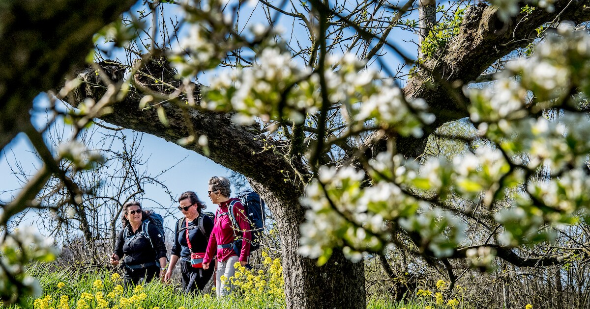 Al jaren geen Bloesemtocht in West Betuwe. Is dat een gemis of kunnen wandelaars prima op eigen init