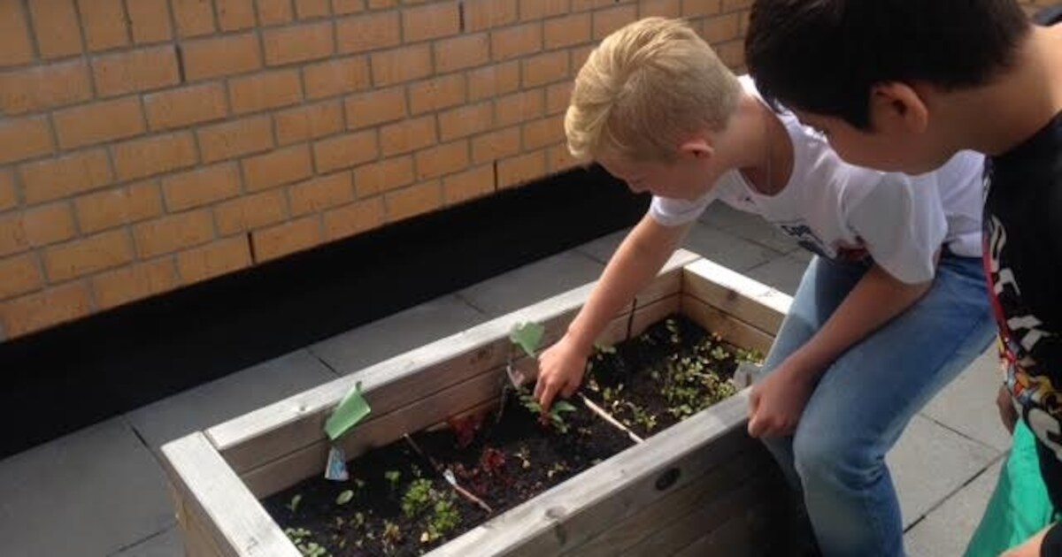 Leerlingen BBS De Kruiskamp in Den Bosch enthousiast over moestuinen op school