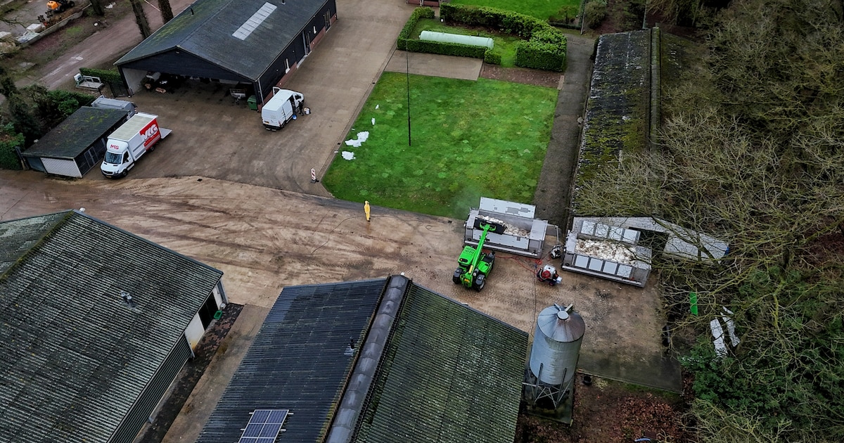 24.000 kalkoenen in Oisterwijk gedood, pluimveebedrijven in omgeving op slot: ‘Dit is een grote stro