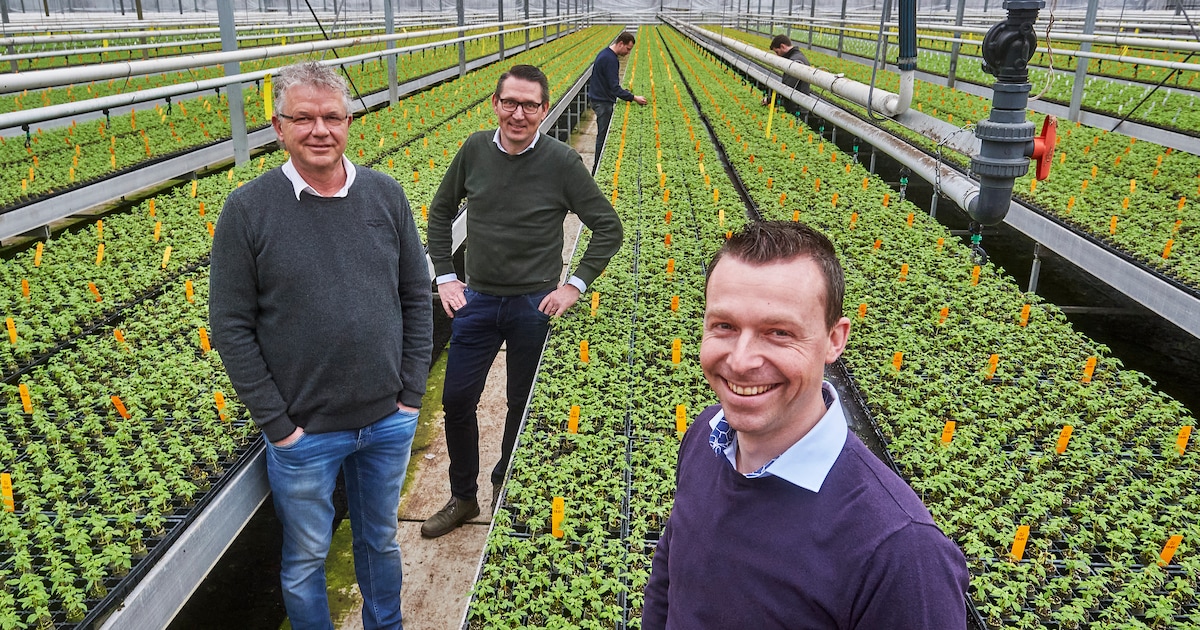 Fusiebedrijf gaat 220 miljoen (!) planten per jaar kweken, voor grote delen  van Europa (en verder) | Regio | BD.nl