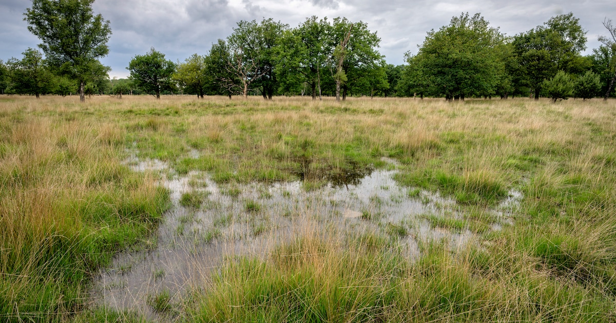 Natuurgidsen van IVN Oirschot houden wandeling op de Kampina