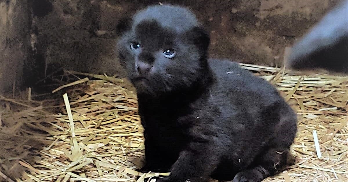 Top 2000 beschermt kleine zwarte jaguar tegen harde vuurwerk: ‘Een gestreste moeder kan het jong doo