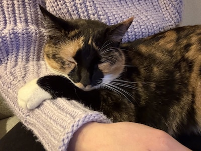 Heb jij Cato of Suus gezien? Deze twee huisdieren worden in Sint-Michielsgestel vermist