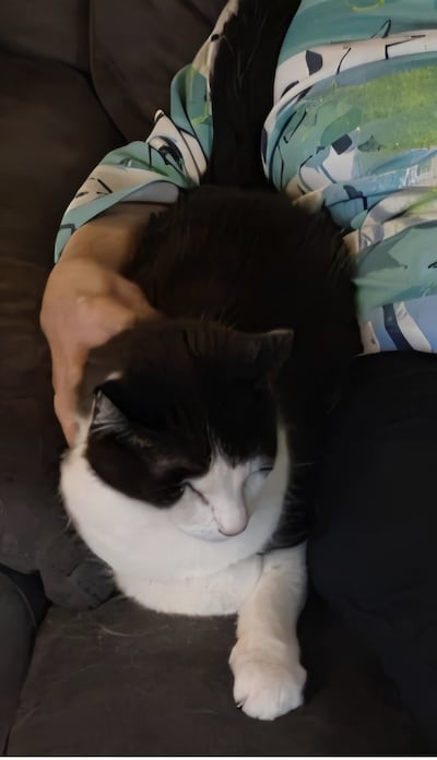 Heb jij Coco, Vlinder of Moortje gezien? Deze drie huisdieren worden in Loon op Zand vermist