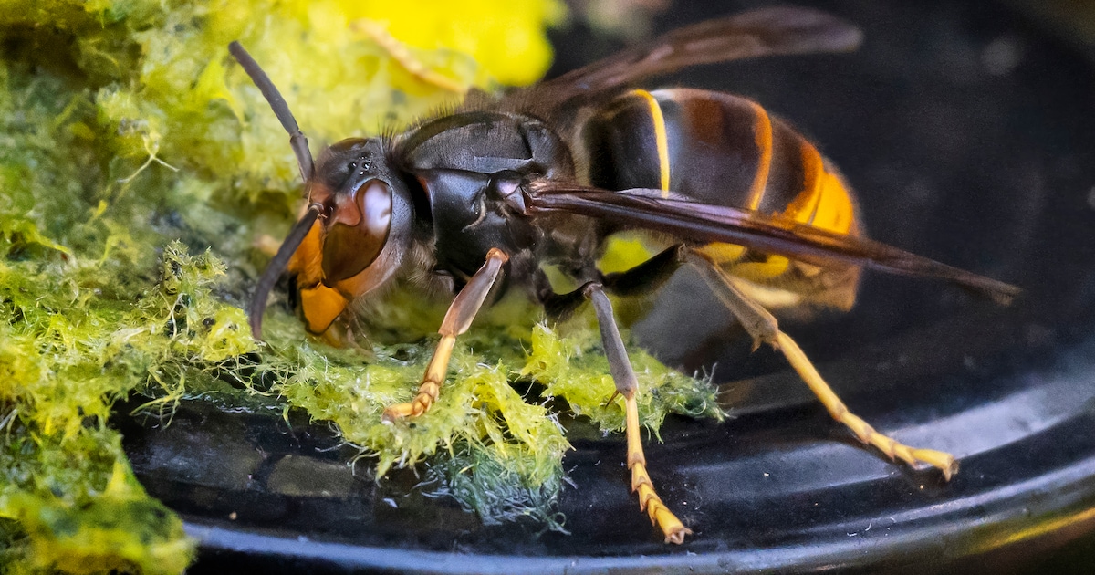 Meierijstad heeft nog geen idee wat de bestrijding van de Aziatische hoornaar gaat kosten