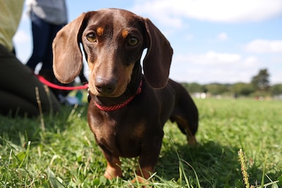 Vermagerde honden in te kleine hokken: vermeende illegale fokker moet voor rechter verschijnen