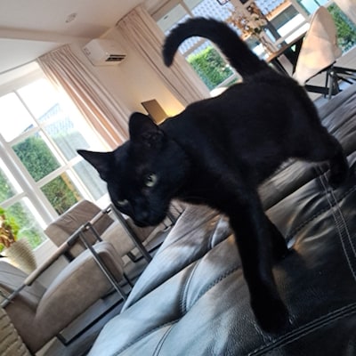 Heb jij Kay of Max gezien? Deze twee huisdieren worden in Maasdriel vermist