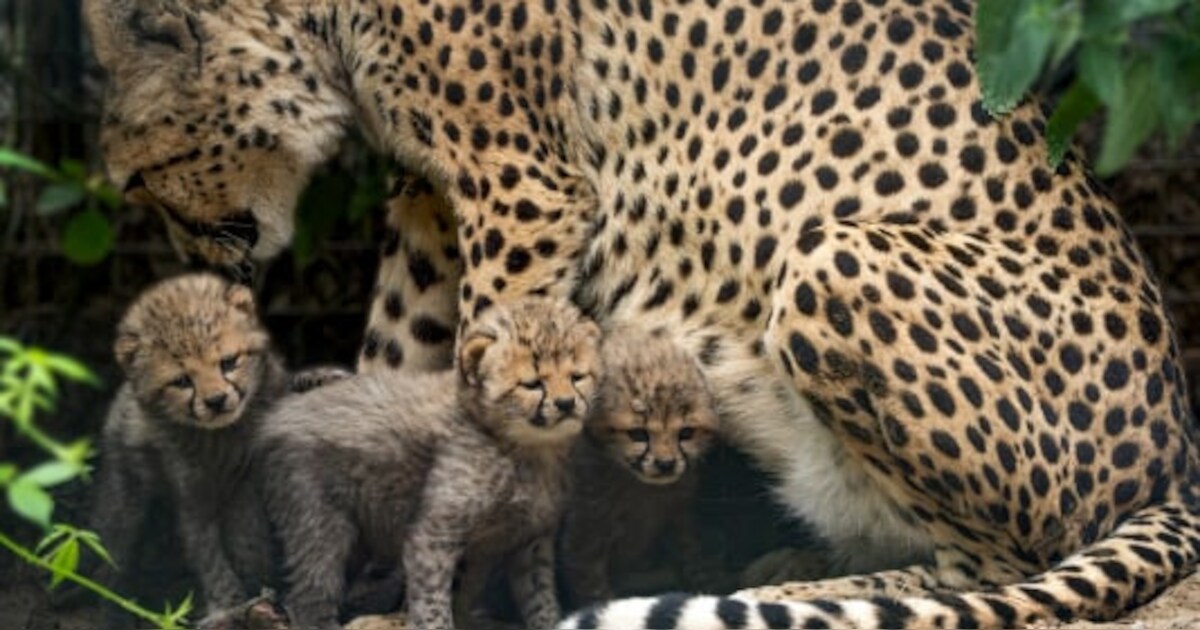 Drie cheetawelpjes geboren in Safaripark Beekse Bergen | Hilvarenbeek