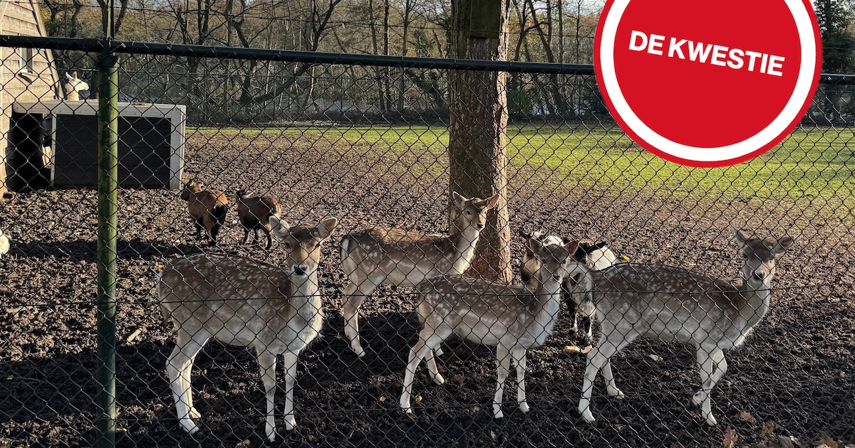 Dieren weg, hekken gesloopt: wat nu met dit stukje Nieuwkuijk?