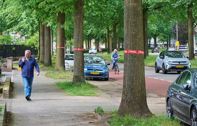 Oss wil 42 bomen kappen voor fietspaden, bewoners in verzet: