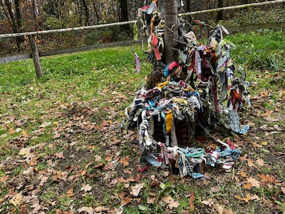 Kaalgeplukte Osse wensboom heeft verrassende daders: ‘Een vervelende vergissing’