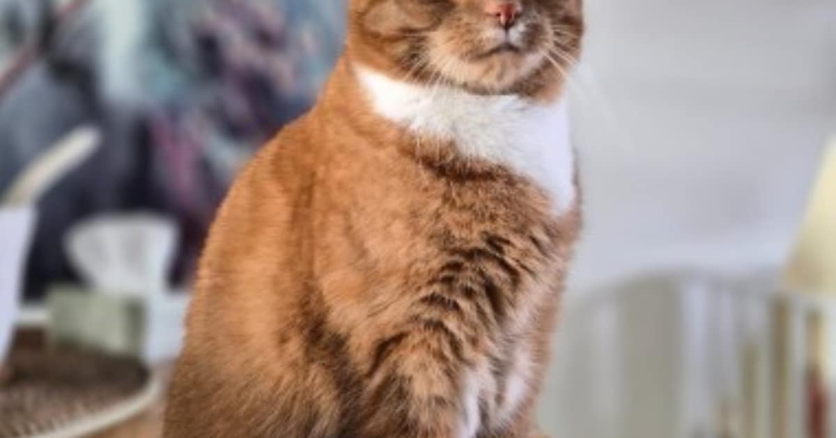 Heb jij Taco, Tijger of Django gezien? Deze vier huisdieren worden in Heusden vermist