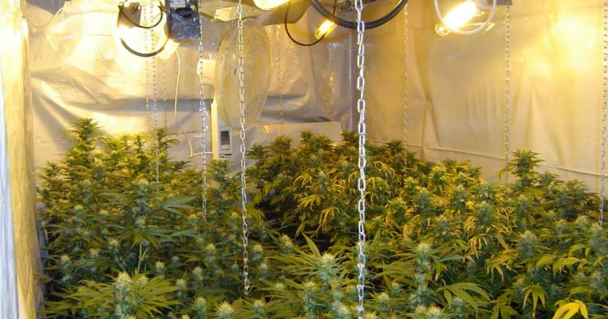 Burgemeester sluit bedrijfsruimte Odiliapeel na vondst materialen voor hennepkwekerij