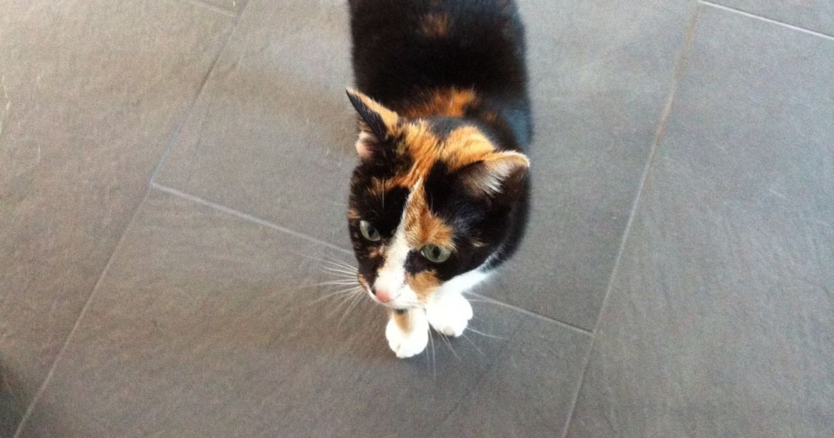 Heb jij Ollie of Jula gezien? Deze twee huisdieren worden in Maasdriel vermist