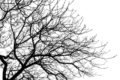 Aanplant inheemse bomen tijdens plantdag Schuttersbosch