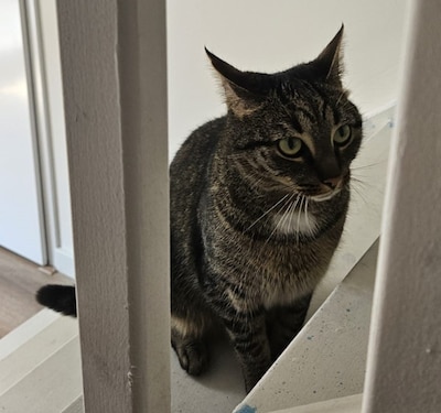 Heb jij Inktvis, Lotje of Nowie gezien? Deze vier huisdieren worden in Goirle vermist