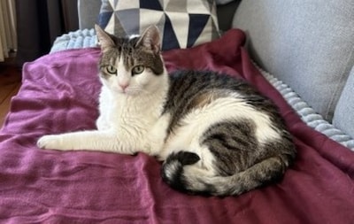 Heb jij Micky gezien? Dit huisdier wordt in Loon op Zand vermist