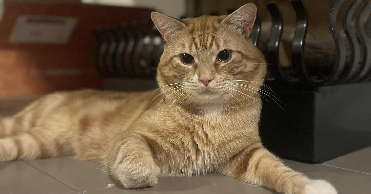 Heb jij Preacher of Garfield gezien? Deze twee huisdieren worden in Maashorst vermist