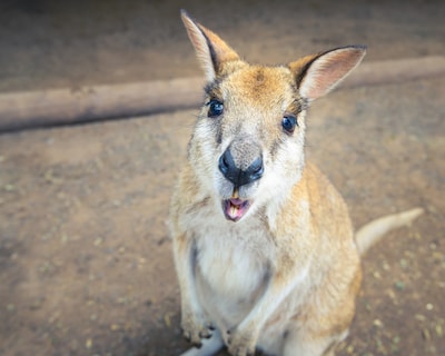 Skippy hupst na 6 maanden zelf kamelenverblijf Veldhoven Zoo in: ‘We konden hem zo pakken’