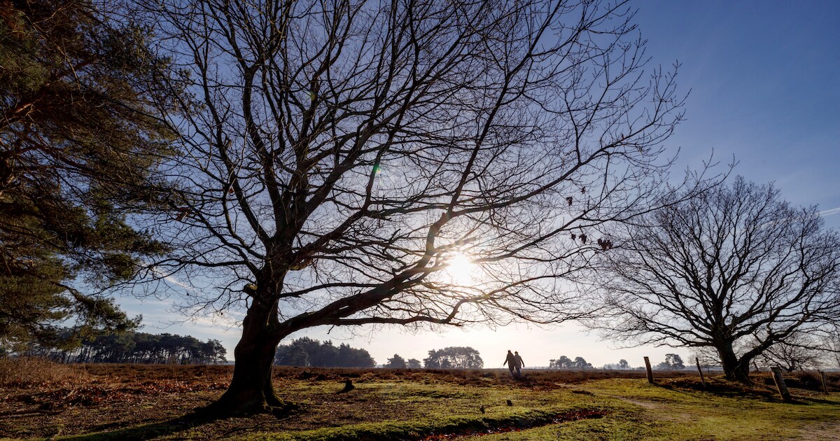Beleef de Nacht van de Nacht: wandeling op de Regte Heide in Riel ...