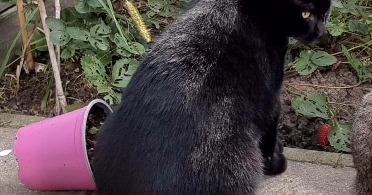 Heb jij Bikkel gezien? Dit huisdier wordt in Zaltbommel vermist