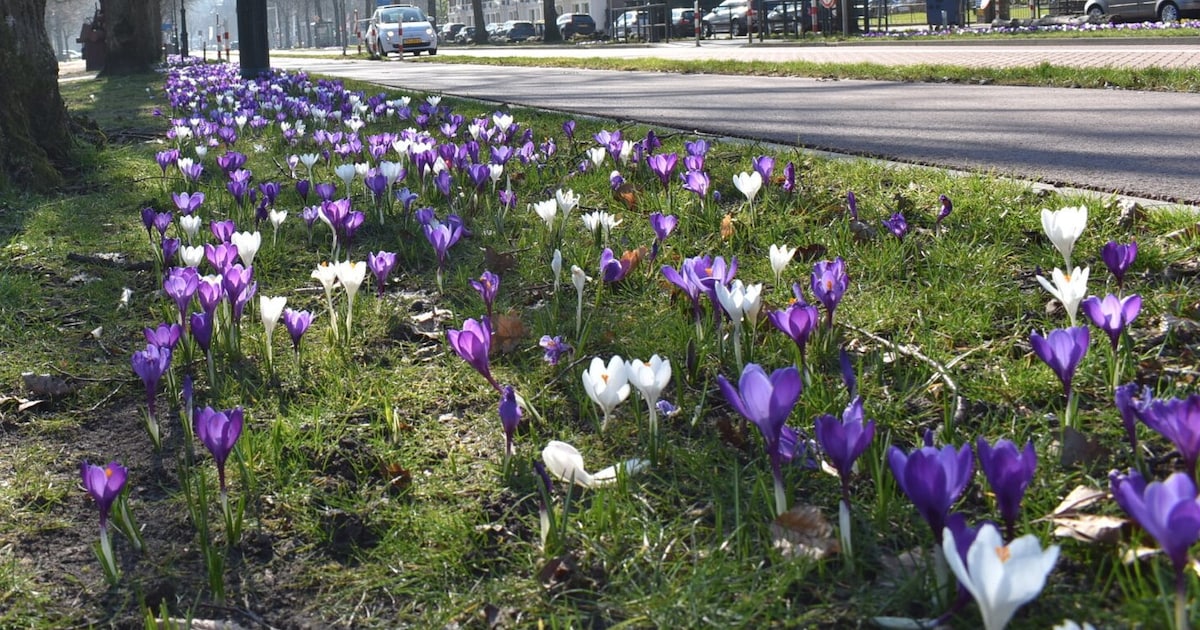 Zachter dan normaal: dit is de weersverwachting voor Den Bosch in april | Den Bosch | BD.nl
