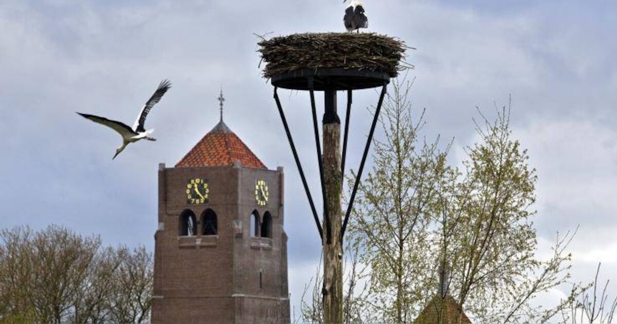 Ooievaars hebben Spoordonk weten te vinden