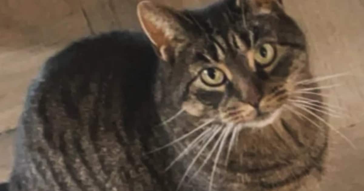 Heb jij Koos gezien? Dit huisdier wordt in Zaltbommel vermist