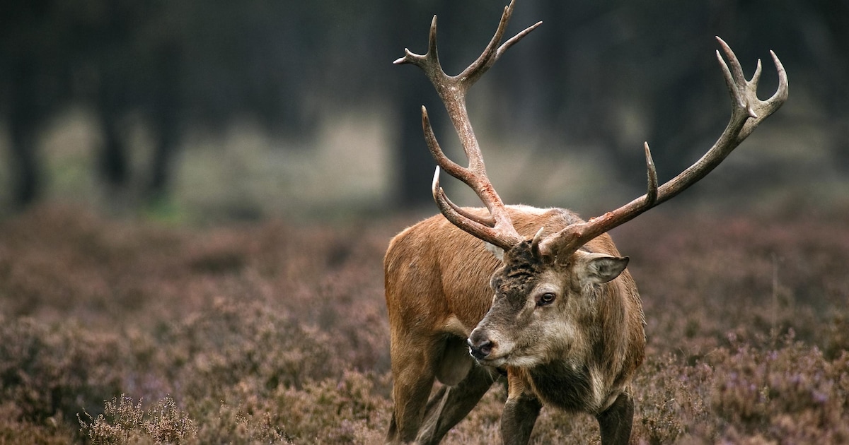 Afschieten van gezonde edelherten in Brabant jaagt dierenliefhebbers op ...