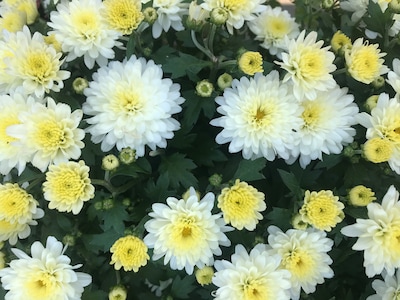 Zorgen in Bommelerwaard: tuinders voelen zich klemgezet door nieuwe regels en vrezen voor hun toekom