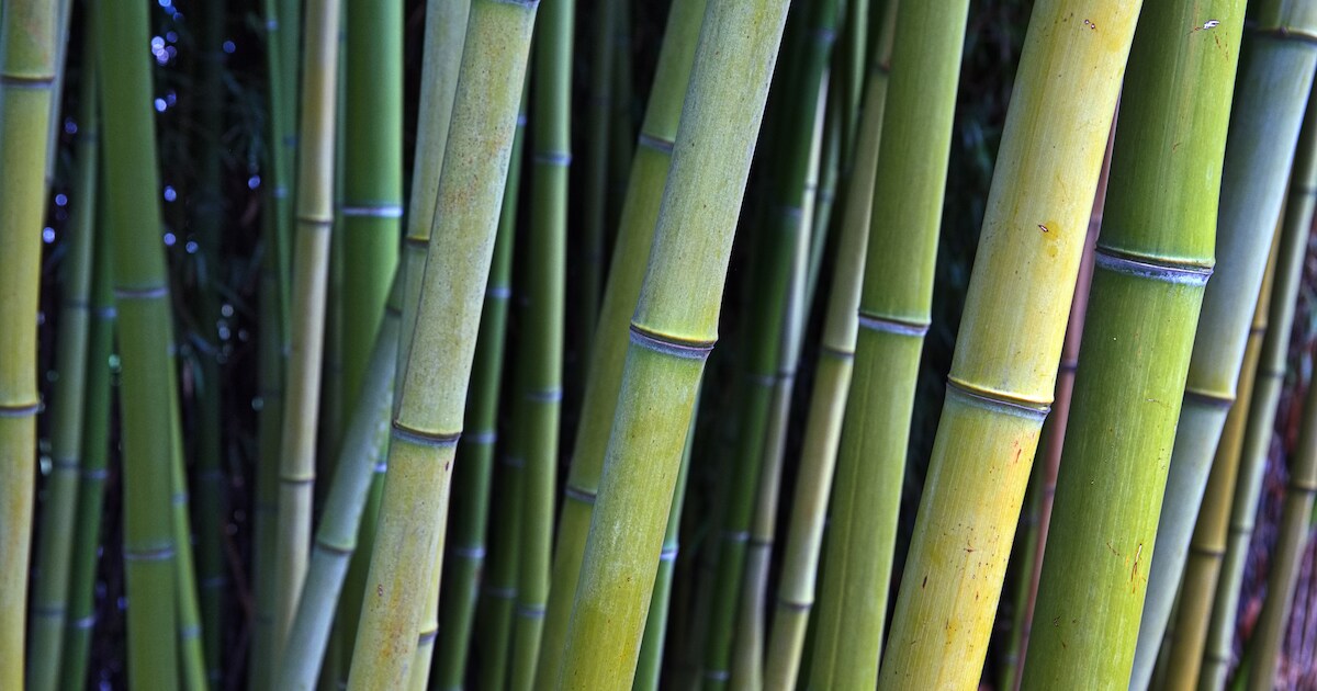 Wereld Bamboedag bij PERK Bamboe Tuin in Beesd | West Betuwe | BD.nl