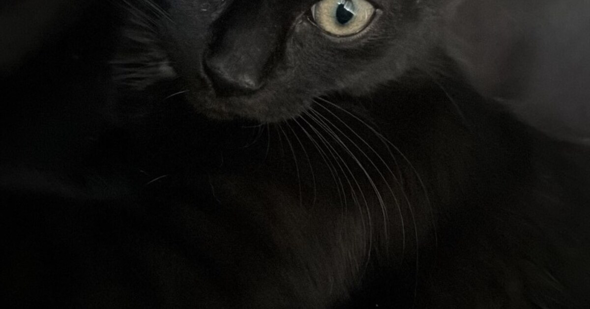 Heb jij Tommy, Marley of Mimka gezien? Deze vijf huisdieren worden in Den Bosch vermist