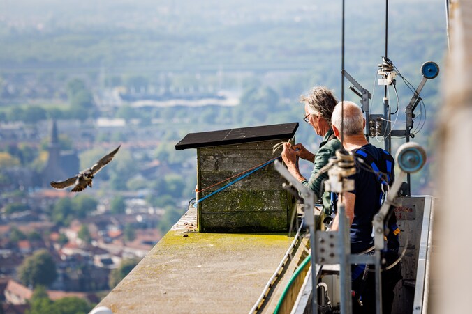 Jonge slechtvalken op Westpoint krijgen ring om hun poot, al zijn pa en ...