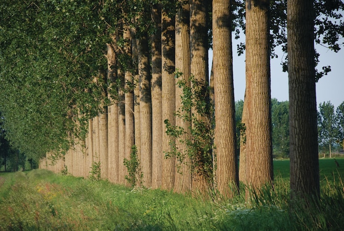 Populierenwerkgroep plant bomen in Het Groene Woud | Regio | BD.nl