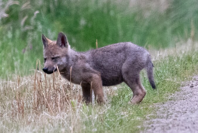 Amateurfotograaf Patrick krijgt jonge wolf voor de lens: ‘Ik stond ...