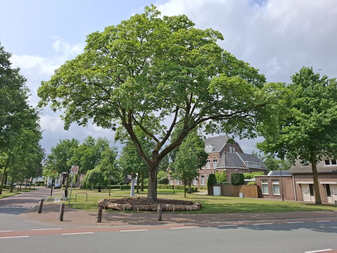 Beeldbepalende bomen krijgen extra zorg in Kaatsheuvel | Regio | BD.nl
