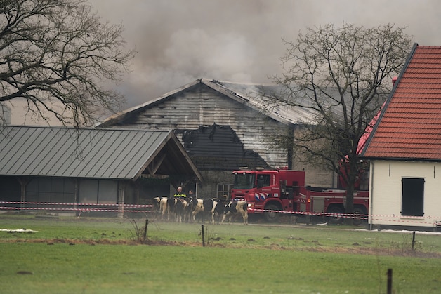 Brand breekt uit in stal bij boerenbedrijf in Moergestel, alle koeien ...
