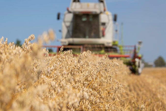 Boeren, artsen en diëtisten eensgezind over naakte haver: ‘Dit gewas ...