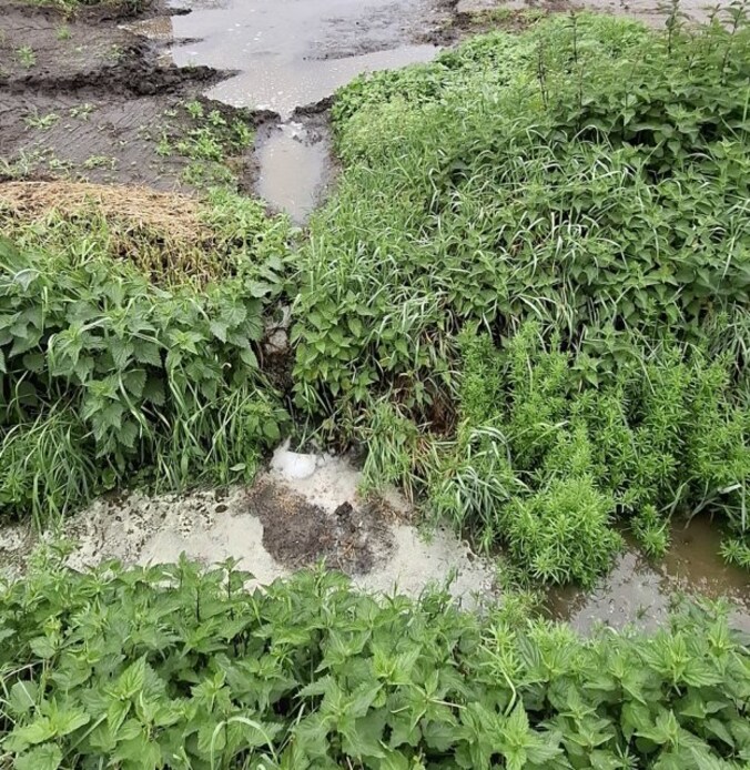 Kuilvoer en afvalwater in sloot: Reuselse bedrijven op de bon | Regio ...