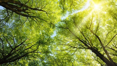 Tilburg verbetert groen en klimaat in Ardennenlaan