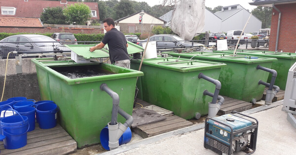 Noodaggregaat voor de forellen in Biest