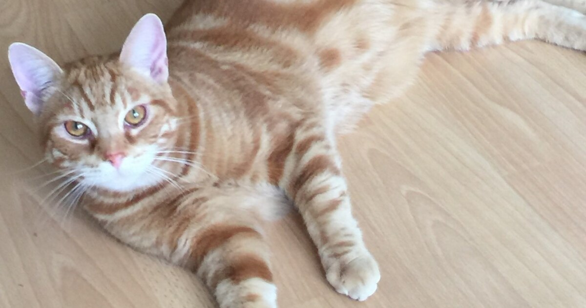 Heb jij Belgium gezien? Dit huisdier wordt in Goirle vermist