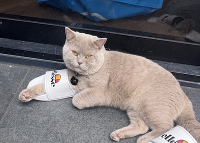 Heb jij Da mi, Koos of Mila gezien? Deze 10 huisdieren worden in Eindhoven vermist