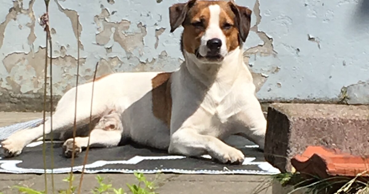 Van ratten ben je niet snel af, ook niet met hond en jachtgeweer ...