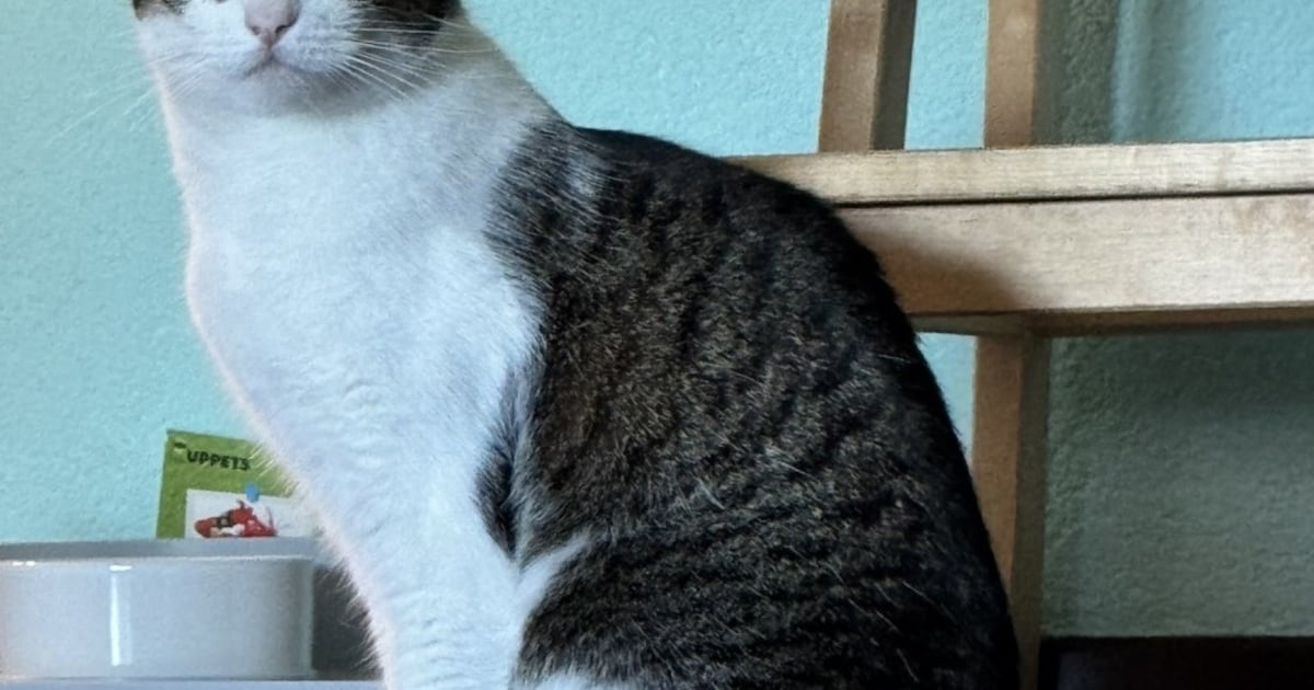 Heb jij Muppet gezien? Dit huisdier wordt in Hilvarenbeek vermist