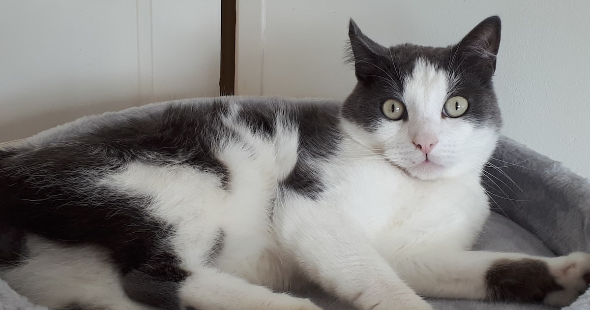 Heb jij Tedje of Sami gezien? Deze twee huisdieren worden in Maasdriel vermist